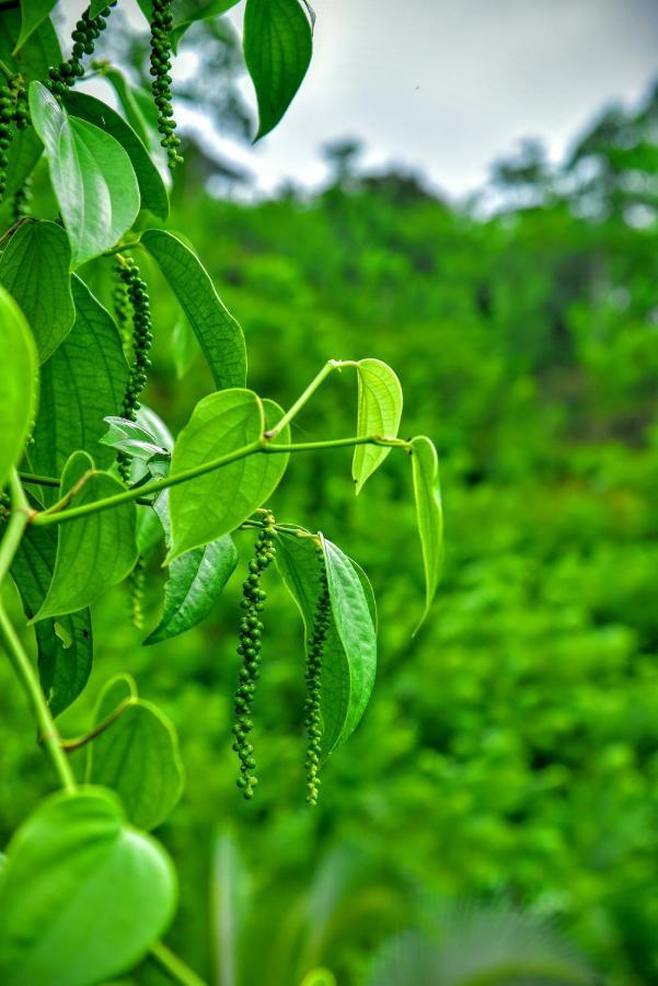 Rainforest Nature House Денияя Екстериор снимка